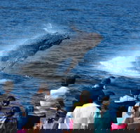 Tangalooma Island Resort Whale Watching Day Cruise - Australian Destinations