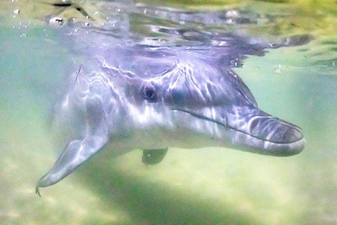 Tangalooma Island Resort Whale Watching Day Cruise With Dolphin Feeding - Australian Destinations 0