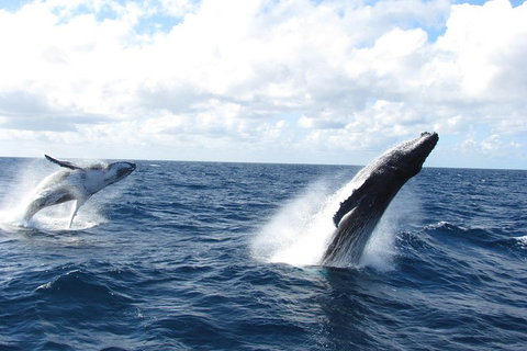 Tangalooma Island Resort Whale Watching Day Cruise With Dolphin Feeding - Australian Destinations 1