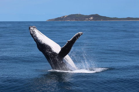 Tangalooma Island Resort Whale Watching Day Cruise With Dolphin Feeding - Australian Destinations 3