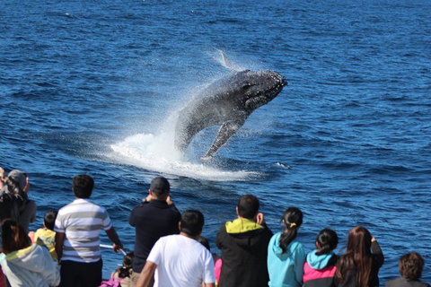 Tangalooma Island Resort Whale Watching Day Cruise With Dolphin Feeding - Australian Destinations 5