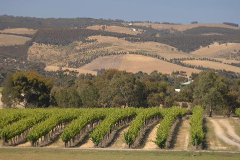 McLaren Vale And Glenelg Wine Tasting And Sightseeing (Half-day Afternoon) - Australian Destinations 2