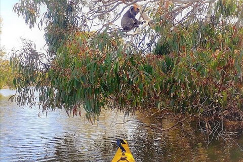 Kangaroo Island Self-Guided Kayaking On The Harriet River - Australian Destinations 4