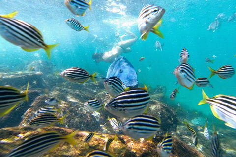 Manly Snorkel Trip And Nature Walk With Local Guide - Australian Destinations 2