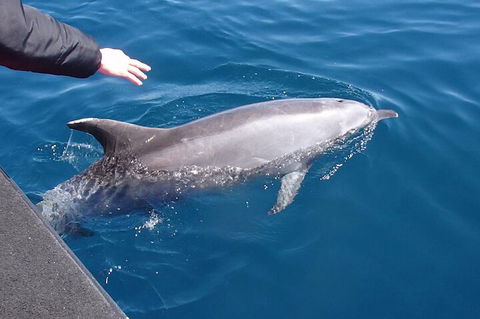 Noosa Wild Dolphin Safari - Australian Destinations 2