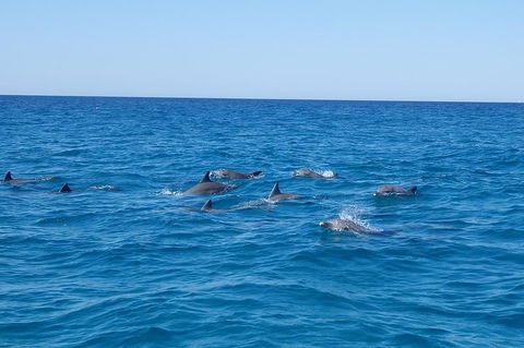 Noosa Wild Dolphin Safari - Australian Destinations 3