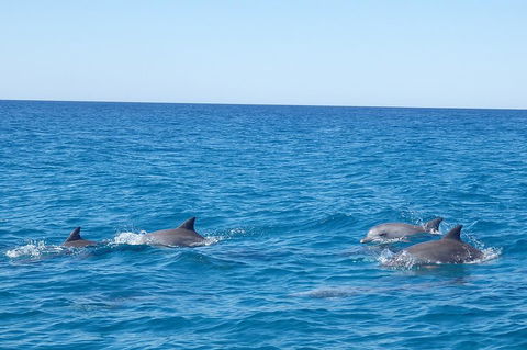 Noosa Wild Dolphin Safari - Australian Destinations 5