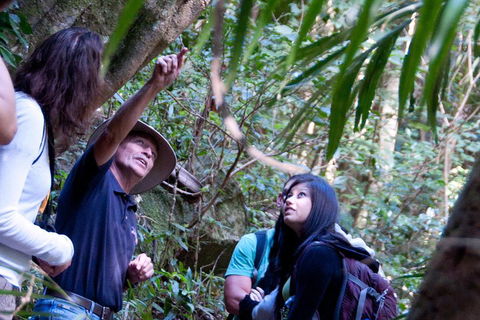 Natural Bridge & Springbrook Waterfalls Tour - Australian Destinations 4