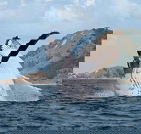 Byron Bay Whale Watching Cruise - Australian Destinations