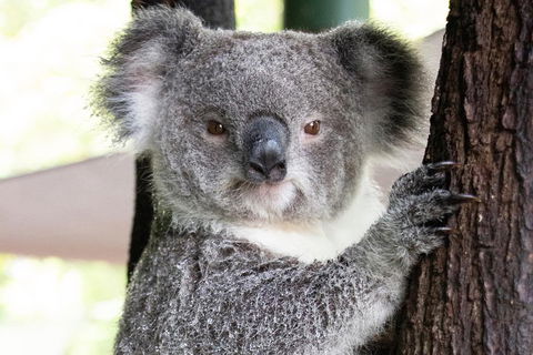 Wildlife Habitat Port Douglas - Australian Destinations 1