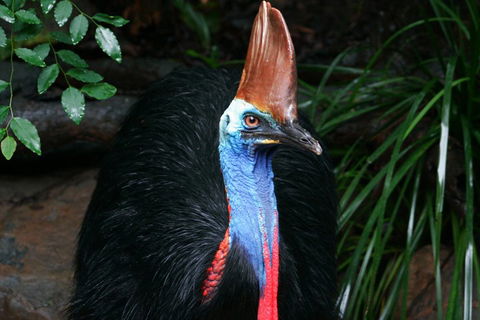 Wildlife Habitat Port Douglas - Australian Destinations 3