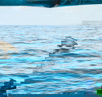 Cruise with Dolphins in Byron Bay - Australian Destinations