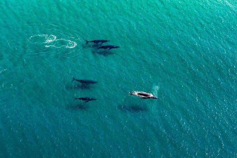 40-45 Minute Port Stephens And Stockton Beach Helicopter Flight - For 2 - Australian Destinations 0