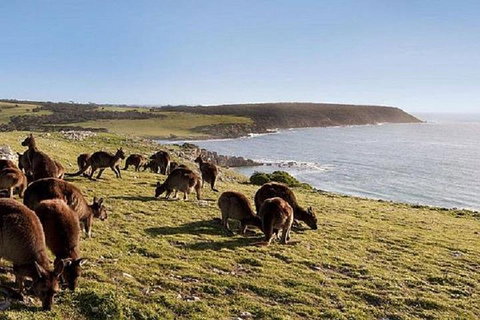 Kangaroo Island Personal Group Tours - Australian Destinations 0