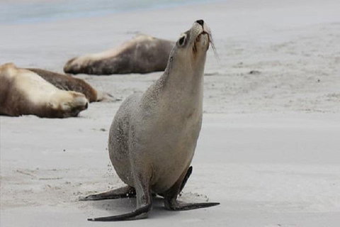 Kangaroo Island Personal Group Tours - Australian Destinations 4