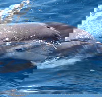 Jervis Bay Dolphin Watch Cruise - Australian Destinations