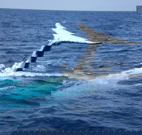 Whale Watching Jervis Bay - Australian Destinations