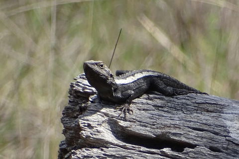 Inside The Greater Blue Mountains World Heritage - A Private Wildlife Safari Overnight - Australian Destinations 2