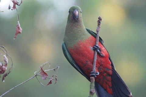 Inside The Greater Blue Mountains World Heritage - A Wildlife Safari Overnight - Australian Destinations 0