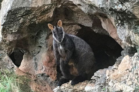 Inside The Greater Blue Mountains World Heritage - A Wildlife Safari Overnight - Australian Destinations 1