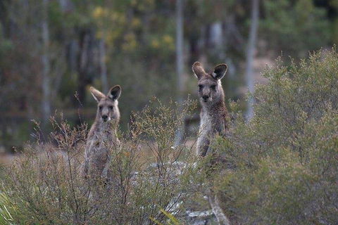 Inside The Greater Blue Mountains World Heritage - A Wildlife Safari Overnight - Australian Destinations 2